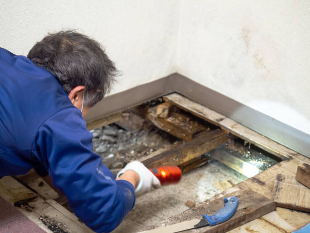 Best Mold Testing and Inspection Services in Normandy, MO