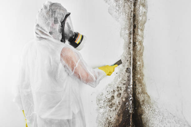 Professional Mold Remediation in Normandy, MO