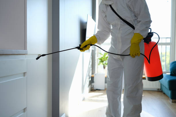 Best Basement Mold Remediation in Normandy, MO