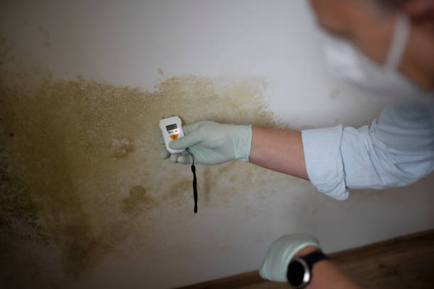Best White Mold Remediation in Normandy, MO