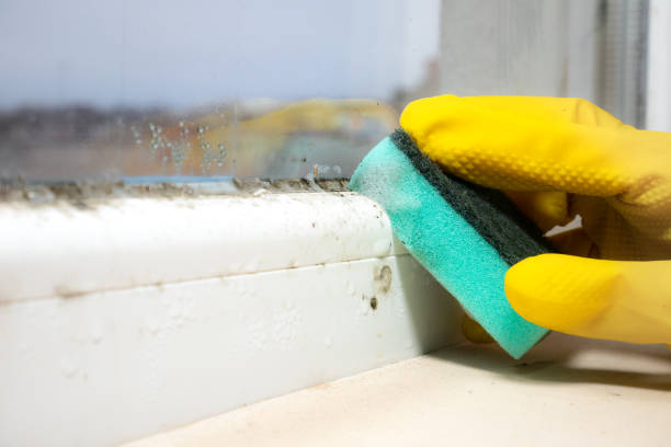 Best Post-Flood Mold Remediation in Normandy, MO
