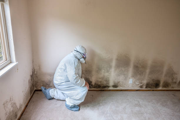 Best Health and Safety Mold Remediation in Normandy, MO
