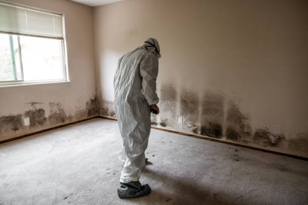 Best Residential Mold Remediation in Normandy, MO