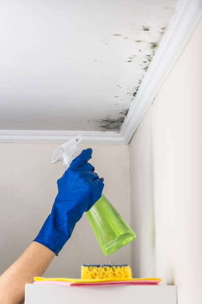 Best Post-Flood Mold Remediation in Normandy, MO